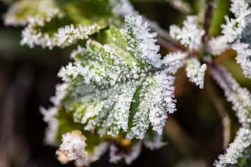 leaves on the grass in the icy cold