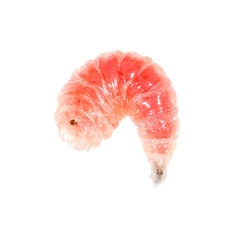 red worm of maggots on a white background