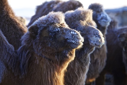 Camels with hoarfrost in wintertime in the Gobi desert, Mongolia