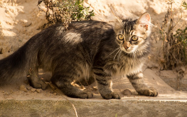 Obraz premium the cat is walking on the construction site