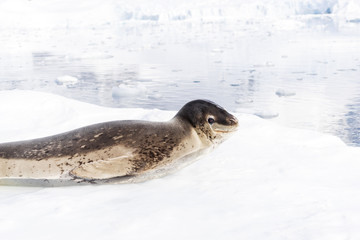 wild animal lies on icy beach in antarctic
