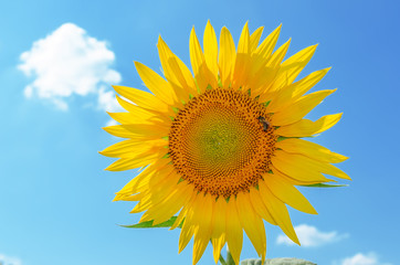 Obraz premium sunflower with bee closeup on blue sky background