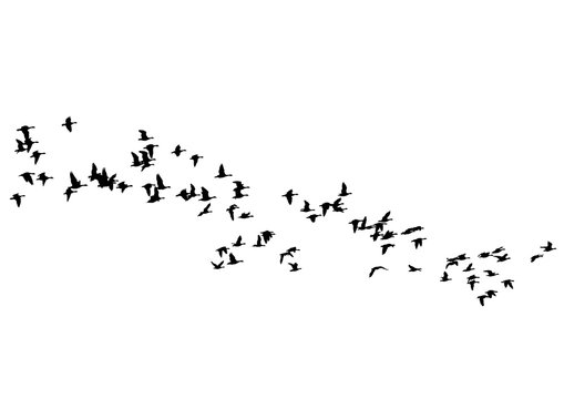 Flock of ducks floating on sky on a white background