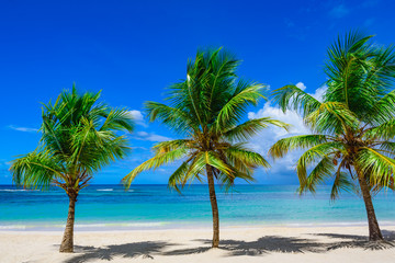 Obraz na płótnie Canvas paradise resort beach palm tree sea Dominican Republic