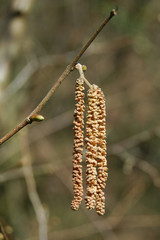 Willow Seed