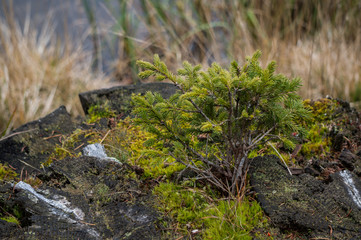 New pine tree growing on the stump of an older tree