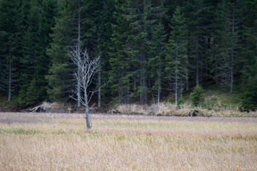 Dead tree in the middle of an alpine wetland