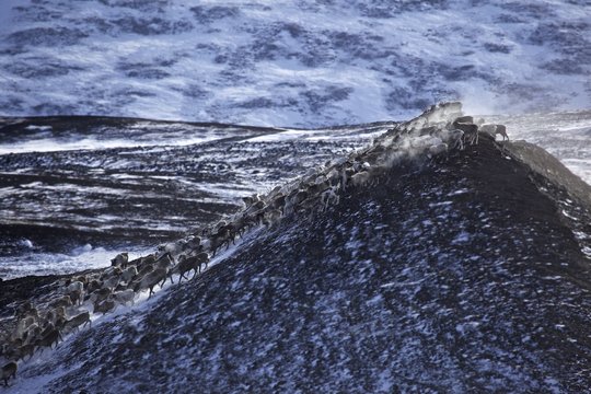 Reindeer herd on snow covered field, Siberia, Russia