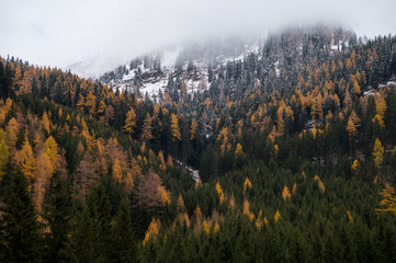 Forest in autumn colors with snow and fog near the top of the mountain