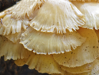 Overlapping Mushrooms Growing on a Tree