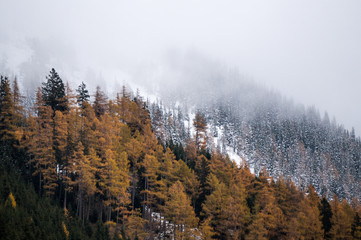 Larch trees in the foreground with foggy, frozen forest in the background