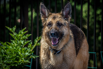 Wet German Shepherd