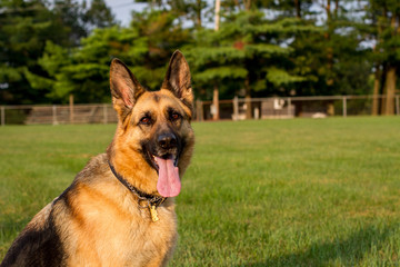 German Shepherd Forward Facing