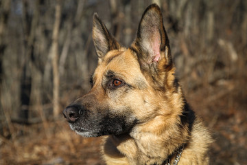 Side Closeup of German Shepherd