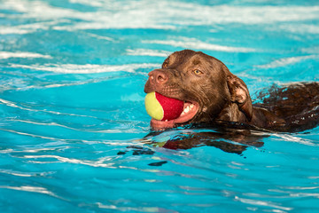 Chocolate Lab Mix in Pool with Balls