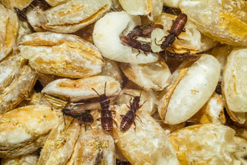 beetles crawl on the rump