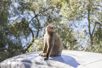 Macaque Monkeys at the Rock of Gibraltar