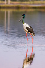 A Jabiru or Black Necked Stork standing is a salt wetland.