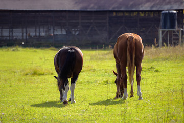 Fototapeta premium Two horse graze together