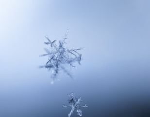 Snowflakes on reflective plate