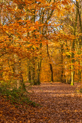 Autumn Woods