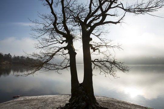 The so-called Taucherbaum on the shores of Lake Edersee, Lake Edersee, Hesse, Germany, Europe