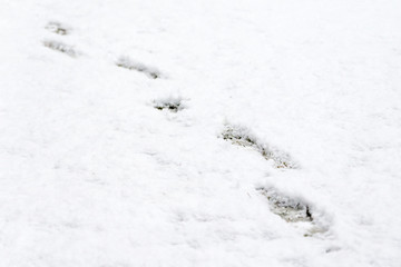 footprints in the snow