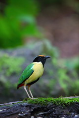 Elegant Pitta (Pitta elegans) in Lombok Island, Indonesia

