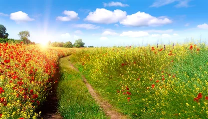 Poster de jardin Nature Road in field and blue sky with clouds.