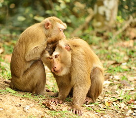 two of monkey take care each other in wild forest
