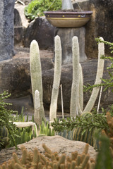 Cactus. Giant cacti in the tropical garden of Thailand.