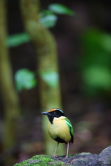 Elegant Pitta (Pitta elegans) in Lombok Island, Indonesia
