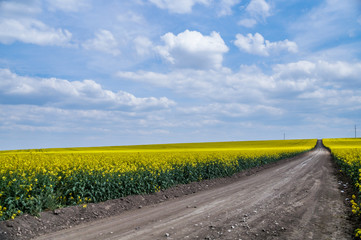 Fototapeta na wymiar Ukrainian flowering canola field