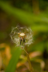 Dandilion seed.