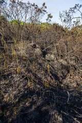 Aftermath of Gorse Fire, Ireland