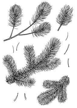 Pine branch illustration, drawing, engraving, ink, line art, vector