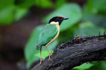 Elegant Pitta (Pitta elegans) in Lombok Island, Indonesia