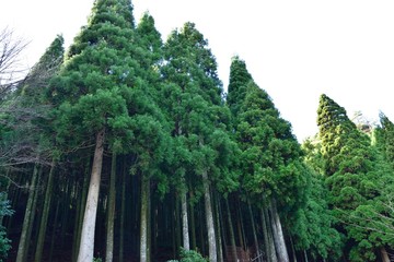 杉