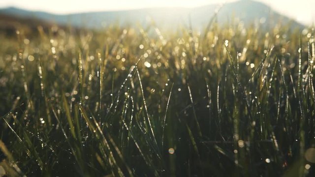 Shining morning dew on green mountain grass. Nature beauty, landscape. Feeling fresh, blooming, highlands. Slow motion, close up view, camera stabilizer shot
