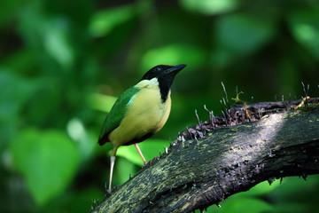 Elegant Pitta (Pitta elegans) in Lombok Island, Indonesia