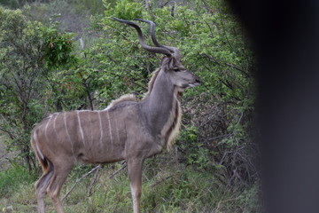 Afrique