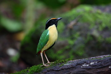 Elegant Pitta (Pitta elegans) in Lombok Island, Indonesia