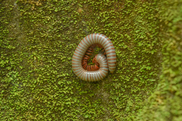 Millipede on the rock.