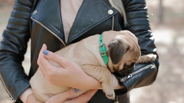 Cute puppy pug on the womans hands. Closeup shot of the small dog.