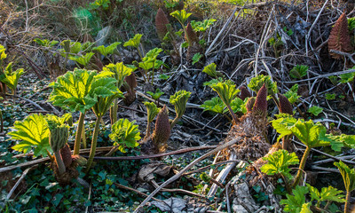Gunnera plant just emerging in spring