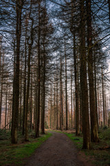 Waldweg im Harz