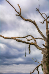 Daead Tree with Hanging Rope