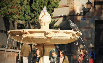pigeon perched on a fountain