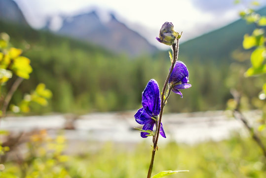 Picturesque landscape, Wild meadow grass, flower blue hand bell