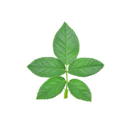 Fototapeta na wymiar fresh green rose leaf isolated on white background